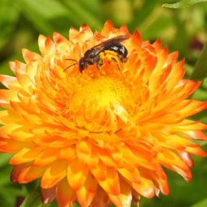 Lasioglossum (Chilalictus) sp. (genus & subgenus) at ANBG - 9 Jan 2024