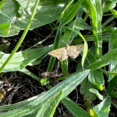 Scopula rubraria (Reddish Wave, Plantain Moth) at Aranda, ACT - 6 Jan 2024 by KMcCue