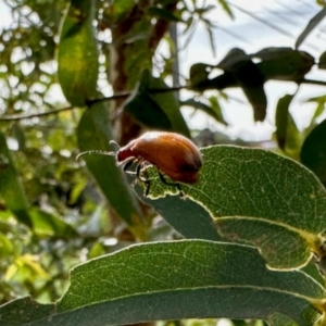 Ecnolagria grandis at Aranda, ACT - 6 Jan 2024