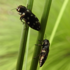 Diphucrania duodecimmaculata (12-spot jewel beetle) at Acton, ACT - 9 Jan 2024 by HelenCross