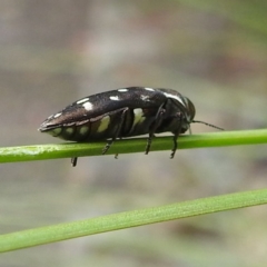 Diphucrania duodecimmaculata at ANBG - 9 Jan 2024