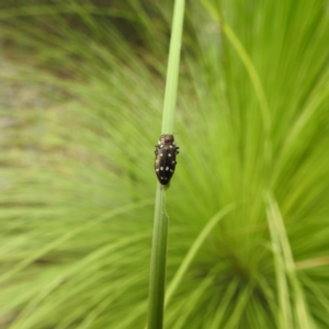 Diphucrania duodecimmaculata at ANBG - 9 Jan 2024