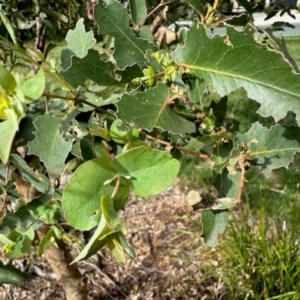 Eucalyptus sp. at Aranda, ACT - 6 Jan 2024