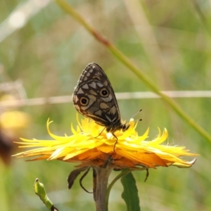 Oreixenica latialis at Namadgi National Park - suppressed