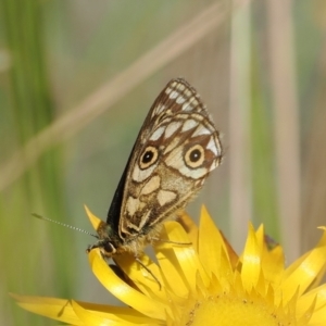 Oreixenica latialis at Namadgi National Park - suppressed