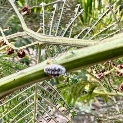 Melanococcus albizziae (Acacia Mealybug) at Aranda, ACT - 6 Jan 2024 by KMcCue