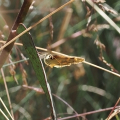 Heteronympha solandri (Solander's Brown) at Namadgi National Park - 15 Mar 2023 by RAllen