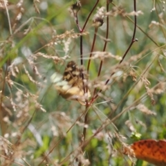 Heteronympha solandri at Namadgi National Park - 16 Mar 2023