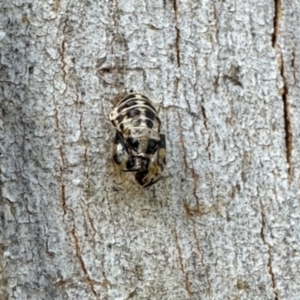 Harmonia conformis at Aranda, ACT - 6 Jan 2024