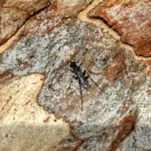 Fabriogenia sp. (genus) at Aranda, ACT - 6 Jan 2024 05:00 PM