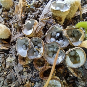 Cyathus stercoreus at Watson, ACT - 9 Jan 2024