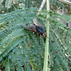 Diptera (order) (Fly - Unidentified) at Aranda, ACT - 6 Jan 2024 by KMcCue