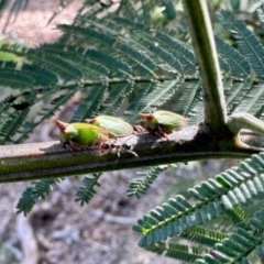 Sextius virescens (Acacia horned treehopper) at Aranda, ACT - 6 Jan 2024 by KMcCue