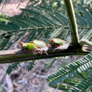 Sextius virescens at Aranda, ACT - 6 Jan 2024