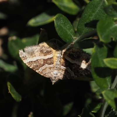 Chrysolarentia vicissata (Vicissata Carpet) at Cotter River, ACT - 16 Mar 2023 by RAllen