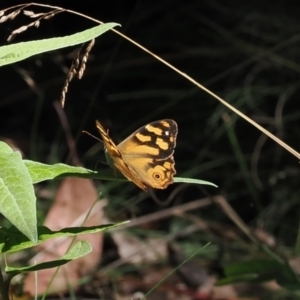 Heteronympha banksii at Namadgi National Park - suppressed