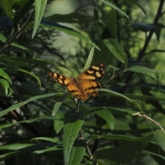 Heteronympha banksii at Namadgi National Park - suppressed