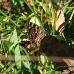 Oreixenica kershawi (Striped Xenica) at Namadgi National Park - 16 Mar 2023 by RAllen