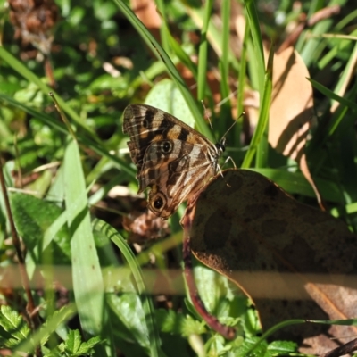 Oreixenica kershawi (Striped Xenica) at Namadgi National Park - 16 Mar 2023 by RAllen