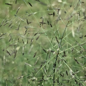 Eragrostis curvula at City Renewal Authority Area - 9 Jan 2024 04:56 PM