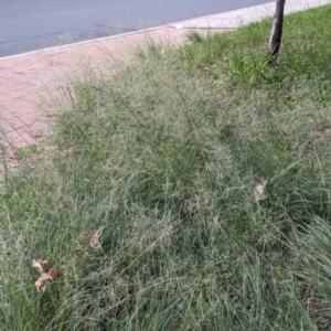 Eragrostis curvula at City Renewal Authority Area - 9 Jan 2024 04:56 PM