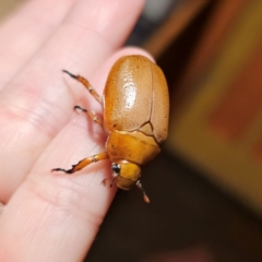 Anoplognathus porosus at QPRC LGA - 9 Jan 2024