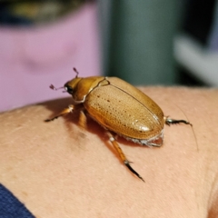 Anoplognathus porosus at QPRC LGA - 9 Jan 2024