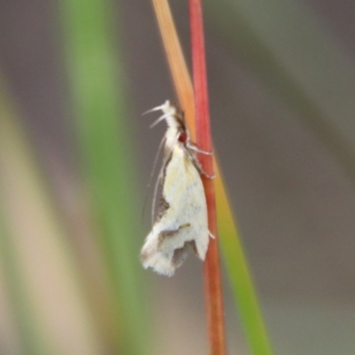 Thema (genus) (A Concealer moth) at QPRC LGA - 9 Jan 2024 by Csteele4