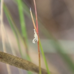 Thema (genus) at QPRC LGA - 9 Jan 2024