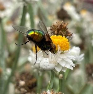 Thomisus spectabilis at Pialligo, ACT - 9 Jan 2024