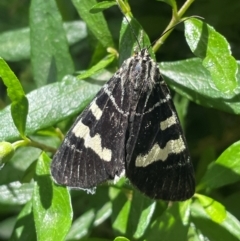 Phalaenoides glycinae (Grapevine Moth) at Pialligo, ACT - 2 Jan 2024 by LeahC