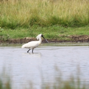 Platalea regia at Jerrabomberra Wetlands - 9 Jan 2024 12:16 PM