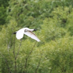 Platalea regia at Jerrabomberra Wetlands - 9 Jan 2024 12:16 PM