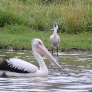 Platalea regia at Jerrabomberra Wetlands - 9 Jan 2024 12:16 PM