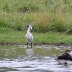 Platalea regia at Jerrabomberra Wetlands - 9 Jan 2024 12:16 PM