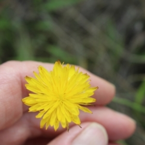 Thysanoptera (order) at Lawson Grasslands (LWG) - 7 Jan 2024