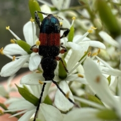 Obrida fascialis (One banded longicorn) at Jerrabomberra Wetlands - 5 Jan 2024 by Pirom