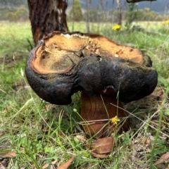Phlebopus marginatus (Giant Bolete) at Tennent, ACT - 7 Jan 2024 by Pirom