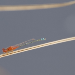 Xanthagrion erythroneurum at Mount Ainslie - 22 Dec 2023