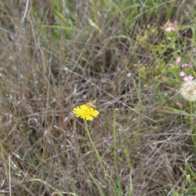 Apis mellifera (European honey bee) at Reservoir Hill, Lawson - 6 Jan 2024 by maura