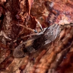 Stenocotis depressa at Russell, ACT - 9 Jan 2024 12:53 PM