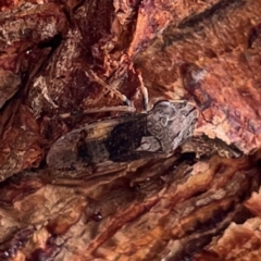 Stenocotis depressa at Russell, ACT - 9 Jan 2024 12:53 PM