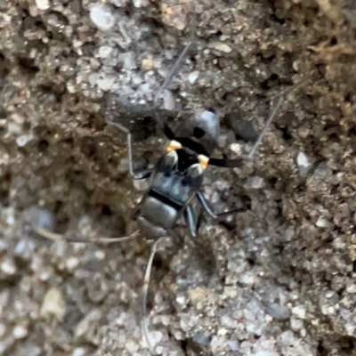 Lygaeidae (family) (Seed bug) at Garran, ACT - 9 Jan 2024 by Hejor1
