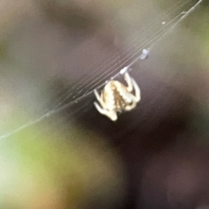 Salsa fuliginata at Garran, ACT - 9 Jan 2024 08:05 PM