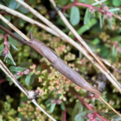 Ambigolimax sp. (valentius and waterstoni) (Striped Field Slug) at Garran, ACT - 9 Jan 2024 by Hejor1