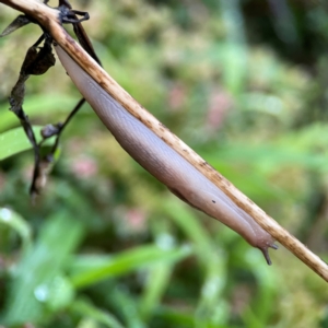 Ambigolimax nyctelia at Garran, ACT - 9 Jan 2024