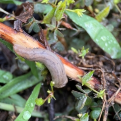 Ambigolimax nyctelia at Garran, ACT - 9 Jan 2024