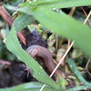 Ambigolimax nyctelia at Garran, ACT - 9 Jan 2024