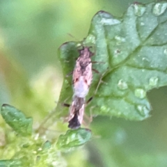 Nysius sp. (genus) (Seed bug) at Garran, ACT - 9 Jan 2024 by Hejor1