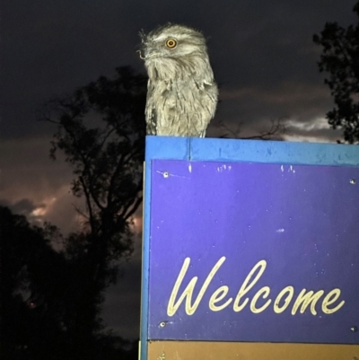 Podargus strigoides (Tawny Frogmouth) at Corroboree Park - 1 Jan 2023 by Pirom